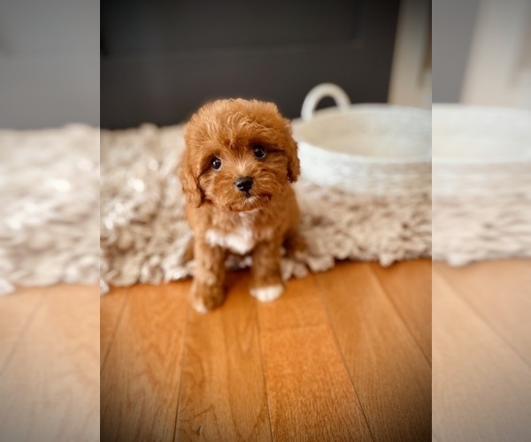 Medium Photo #1 Cavapoo Puppy For Sale in CROSSVILLE, TN, USA