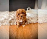 Image preview for Ad Listing. Nickname: Gus