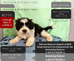 Havanese-Zuchon Mix Puppy for sale in TUCSON, AZ, USA