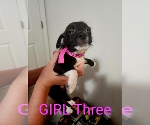Chorkie Puppy for sale in SPRING HILL, FL, USA