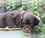 Puppy 7 Cocker Spaniel-Poodle (Miniature) Mix