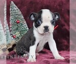 Small Photo #5 Boston Terrier Puppy For Sale in PORT ROYAL, PA, USA