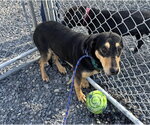 Small Photo #12 Mutt Puppy For Sale in Hinton, WV, USA
