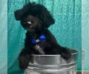 Medium Maltese