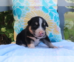 Puppy Nugget Australian Shepherd