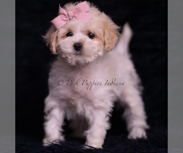 Medium Photo #93 Maltipoo (Miniature) Puppy For Sale in WARSAW, IN, USA