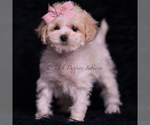 Small Photo #93 Maltipoo (Miniature) Puppy For Sale in WARSAW, IN, USA