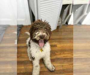 Mutt Dogs for adoption in Sandy, UT, USA