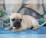Small Photo #15 French Bulldog Puppy For Sale in MILLERSBURG, OH, USA