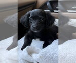 Jason - Male Dachshund-Unknown Mix Dog for Adoption - Small photo
