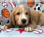 Small Photo #6 Labradoodle Puppy For Sale in LAKELAND, FL, USA