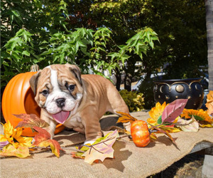 English Bulldog Puppy for sale in SAN JOSE, CA, USA