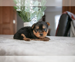 Small Yorkshire Terrier