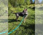 Small Photo #3 German Shorthaired Pointer Puppy For Sale in Mechanicsburg, PA, USA