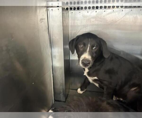 Medium Photo #1 Borador Puppy For Sale in San Martin, CA, USA