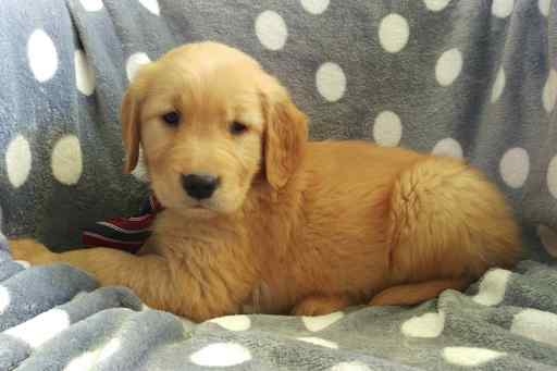 Medium Photo #1 Golden Retriever Puppy For Sale in QUARRYVILLE, PA, USA