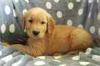 Small Photo #1 Golden Retriever Puppy For Sale in QUARRYVILLE, PA, USA