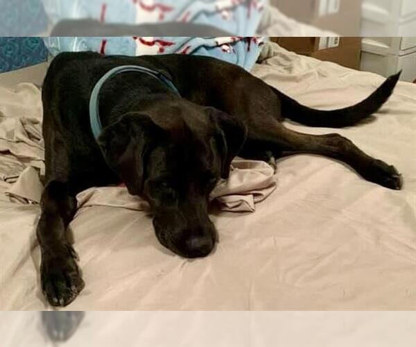 Medium Photo #1 Labrador Retriever Puppy For Sale in San Antonio, TX, USA