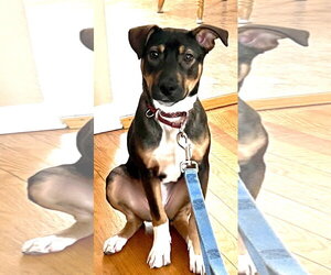 Bailey - Female Bernese Mountain Dog-Labrador Retriever Mix Dog for Adoption - Photo #3
