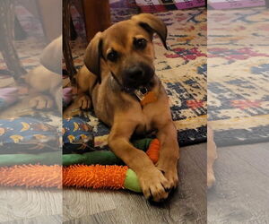 German Shepherd Dog Dogs for adoption in Winter, WI, USA