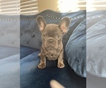 Small Photo #8 French Bulldog Puppy For Sale in LAS VEGAS, NV, USA