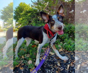 Shoe - Male Pointer-Unknown Mix Dog for Adoption - Photo #2