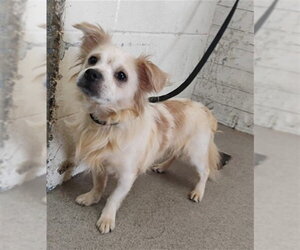 Chihuahua-Unknown Mix Dogs for adoption in San Bernardino, CA, USA
