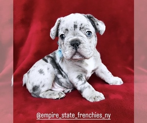 English Bulldogge Puppy for sale in BROOKLYN, NY, USA
