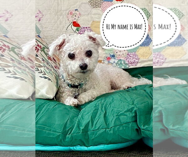 Medium Photo #5 Bichon Frise-Unknown Mix Puppy For Sale in Alexandria, KY, USA