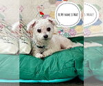 Small #4 Bichon Frise Mix