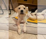 Small #10 Golden Retriever Mix