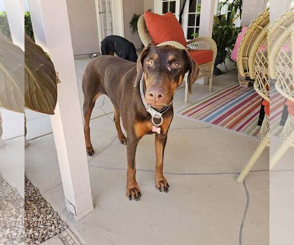 Medium Photo #24 Doberman Pinscher Puppy For Sale in Buffalo, MN, USA