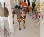 Small #23 Doberman Pinscher