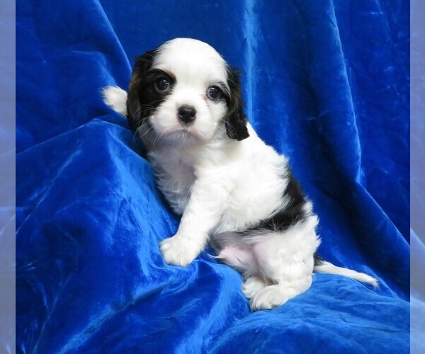 Medium Photo #10 Cavalier King Charles Spaniel Puppy For Sale in NORWOOD, MO, USA