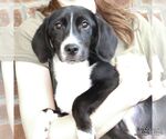Small #3 Border Collie Mix
