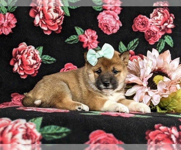 Medium Photo #3 Shiba Inu Puppy For Sale in PEACH BOTTOM, PA, USA