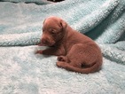 Small #17 Labrador Retriever