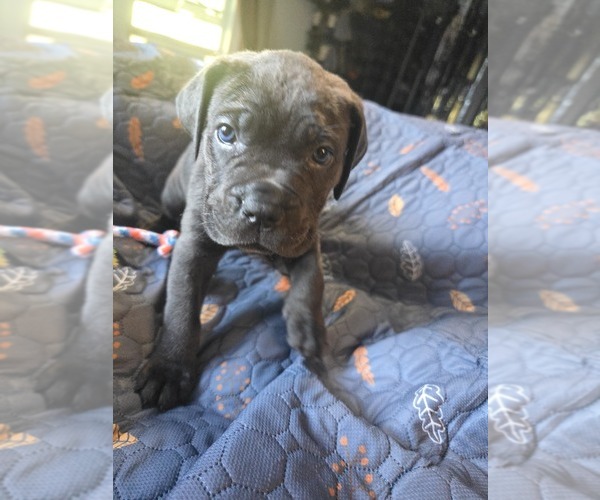 Medium Photo #30 Cane Corso Puppy For Sale in HENRY, VA, USA