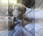 Small Photo #30 Cane Corso Puppy For Sale in HENRY, VA, USA