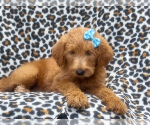 Medium Photo #10 Labradoodle Puppy For Sale in LAKELAND, FL, USA