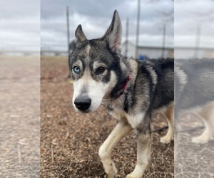 Siberian Husky-Unknown Mix Dogs for adoption in Rustburg, VA, USA