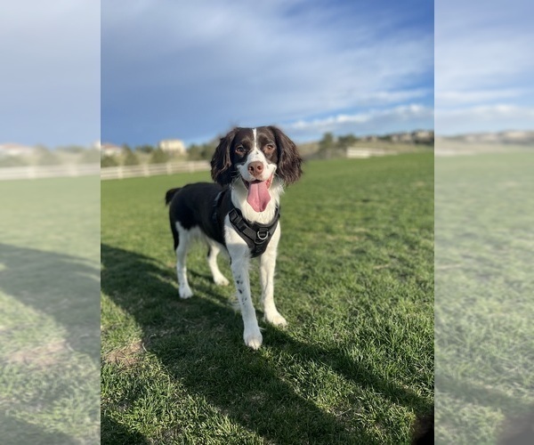 Medium Photo #1 English Springer Spaniel Puppy For Sale in PARKER, CO, USA