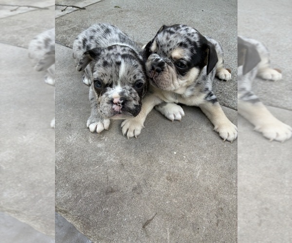Medium Photo #1 French Bulldog Puppy For Sale in HACKENSACK, NJ, USA