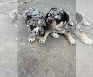 French Bulldog Puppy for sale in HACKENSACK, NJ, USA
