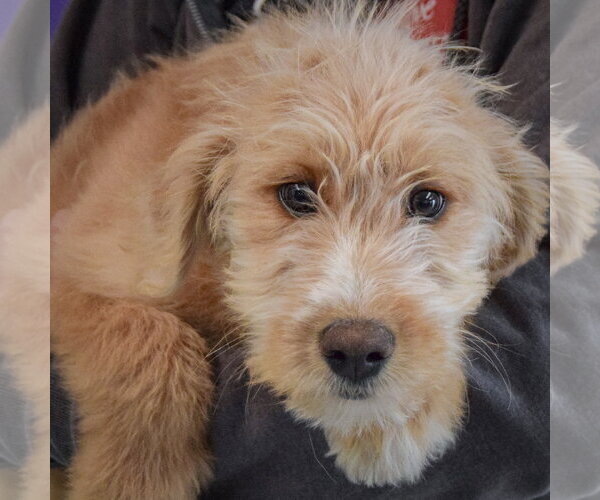 Medium Photo #7 Mutt Puppy For Sale in Huntley, IL, USA