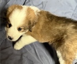 Small #2 Great Bernese
