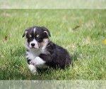 Small Photo #7 Pembroke Welsh Corgi Puppy For Sale in FORT MADISON, IA, USA