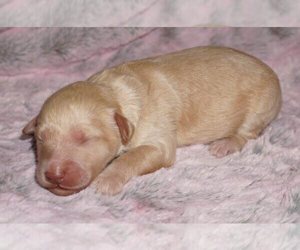 Medium Photo #1 Labradoodle mix (+ Poodle Standard) Puppy For Sale in LA HABRA, CA, USA