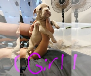 American Bully-American Pit Bull Terrier Mix Puppy for sale in LEBANON, TN, USA