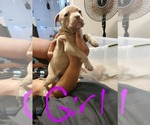 Small American Bully-American Pit Bull Terrier Mix